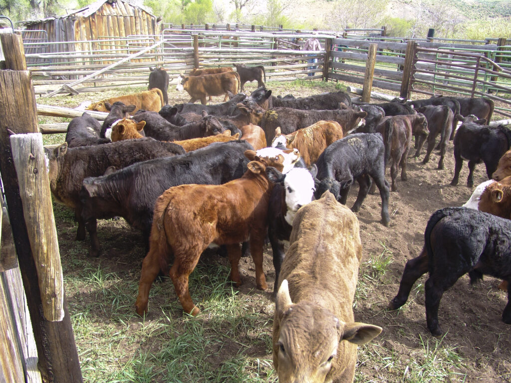 IMAGE: Growing Beginning Farmers and Ranchers in Wyoming social media post