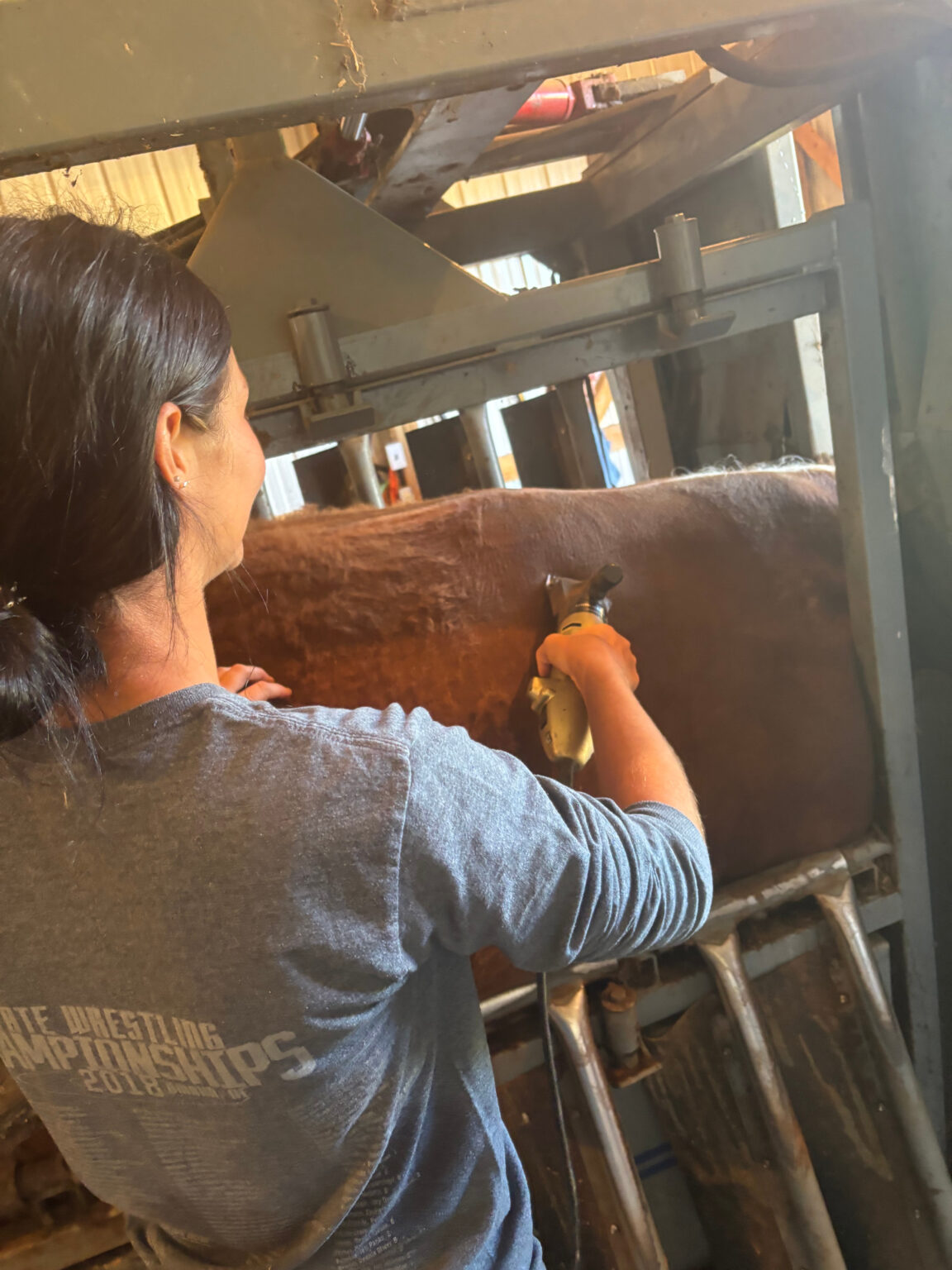 Cattle Chutes and Branding Basics